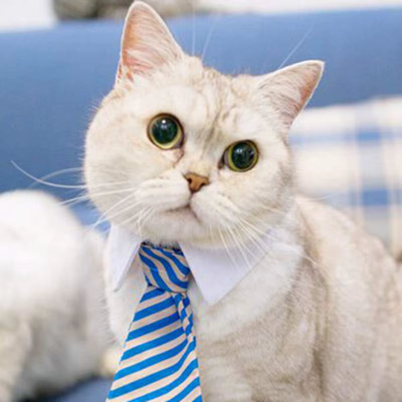 [MPK Store] Cat Toy Cat Costume Clip Tie for Cats and Dogs, Cat Collar